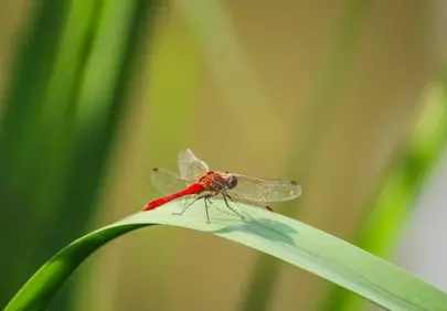Vibrant Red Dragonfly Resting on Green Blade