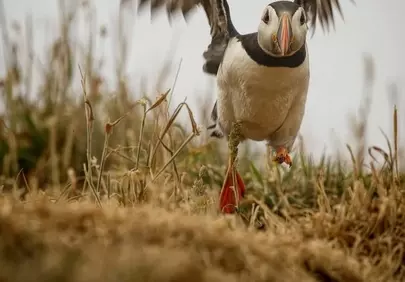 Vibrant Atlantic Puffin Takes Flight from Grassy Cliff
