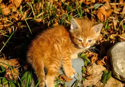 Adorable Ginger Kitten Exploring Golden Autumn Leaves