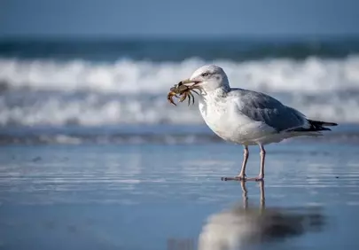 Oceanic Hunter: Seagull with Crab Catch on the Beach