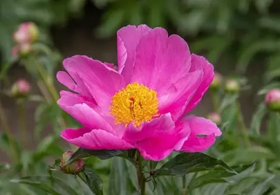 Vibrant Pink Peony: A Stunning Garden Bloom