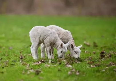 Adorable Lambs Grazing Peacefully in a Vibrant Spring Field