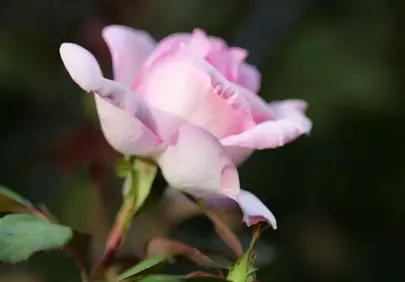 Delicate Pink Rose in Soft Summer Light