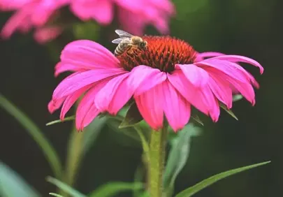 Vibrant Pink Echinacea with Busy Bee Macro