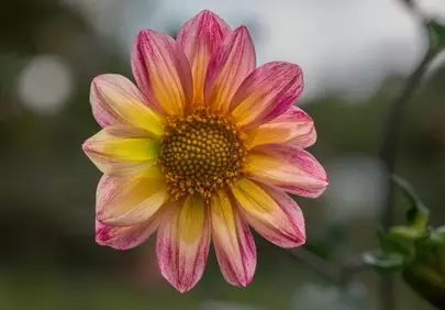 Vibrant Dahlia Dream: A Two-Tone Blossom Wallpaper