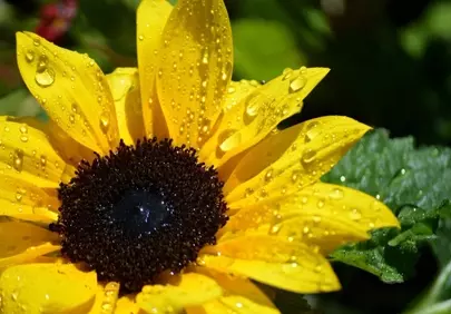 Vibrant Sunflower: Macro View of Rain-Kissed Petals
