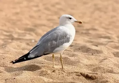 Serene Seagull Strolls on Golden Summer Beach