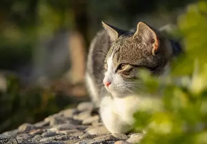 Charming Feline: Relaxed Cat in Golden Sunlight