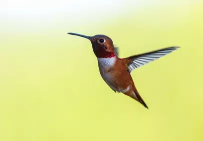 Vibrant Rufous Hummingbird in Flight Against Sunny Bokeh