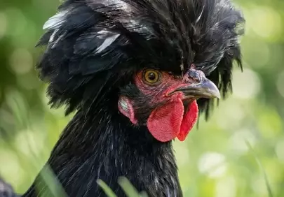 Stunning Hollandse Kuifhoen: A Majestic Black Crested Chicken Portrait