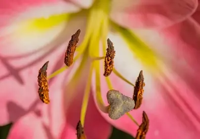 Vibrant Pink Lily: Nature's Intricate Macro Beauty