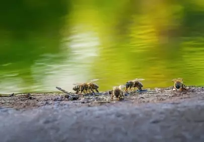Vibrant Macro: Bees Drinking by Reflective Green Water