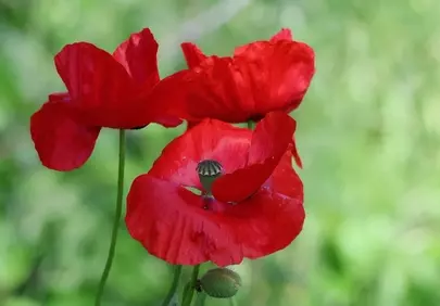 Vibrant Red Poppies Blooming in a Summer Meadow