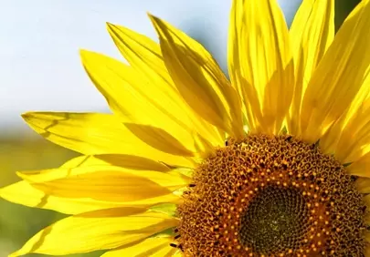Vibrant Sunflower Close-Up: Nature's Golden Embrace