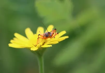 Vibrant Macro: Orange Bug on Yellow Blossom
