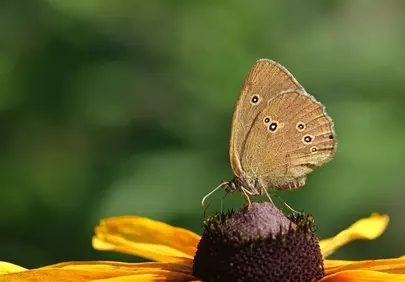 Stunning Butterfly on Coneflower: Summer Garden Close-up