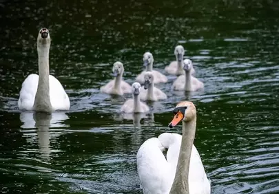 Serene Swan Family: A Majestic Lake Journey