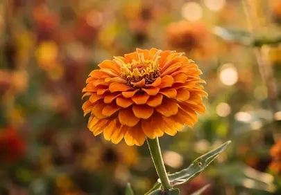 Vibrant Orange Zinnia Blooming in Golden Sunlight