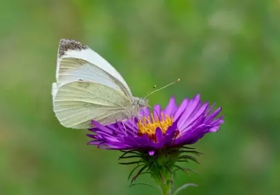 Enchanting Pollination: Cabbage White Butterfly on Purple Aster