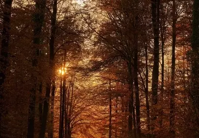 Enchanting Autumn Dusk: Forest Path Bathed in Golden Sunset