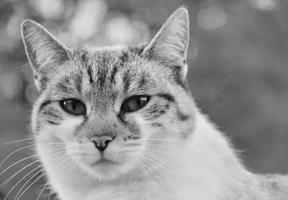 Striking Monochrome Feline Portrait: Curious Gaze