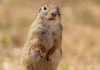 Captivating Wildlife: Curious Ground Squirrel in Natural Sunlight