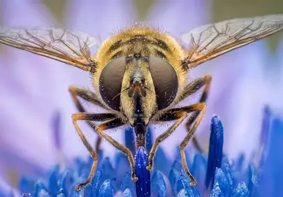 Stunning Macro: Hoverfly's Intricate Beauty on a Blue Cornflower