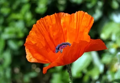 Vibrant Scarlet Poppy: A Close-Up of Nature's Beauty