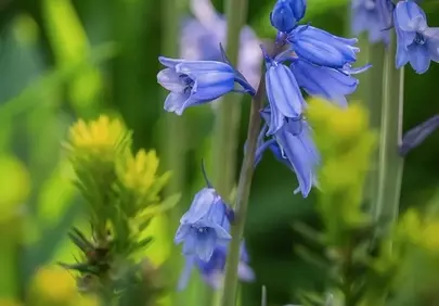 Enchanting Bluebell Blooms in a Serene Forest Garden