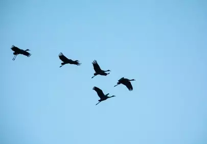 Graceful Cranes Soar Against the Serene Sunset Sky