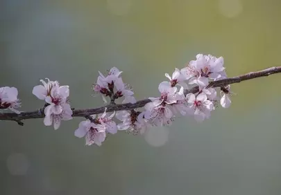 Delicate Peach Blossoms: Spring's Gentle Embrace