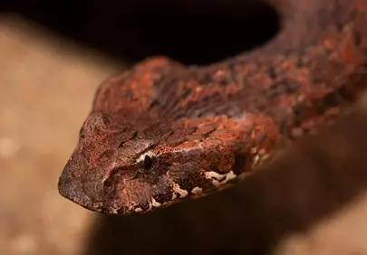 Stealthy Desert Hunter: The Deadly Death Adder's Intense Gaze