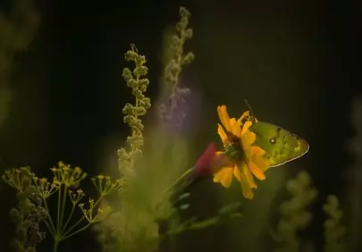 Golden Hour: Butterfly's Embrace on a Sunflower's Heart