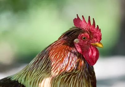 Majestic Rooster Profile: Vibrant Farm Animal Portrait