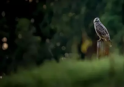 Majestic Buzzard Perched in Golden Evening Light