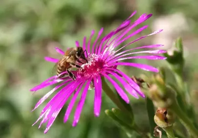 Vibrant Bloom: Bee Pollinating Dazzling Magenta Flower
