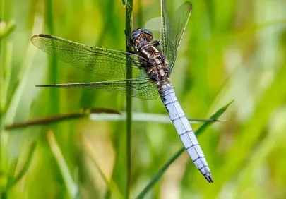 Vivid Blue Dragonfly Perched: Nature's Delicate Balance