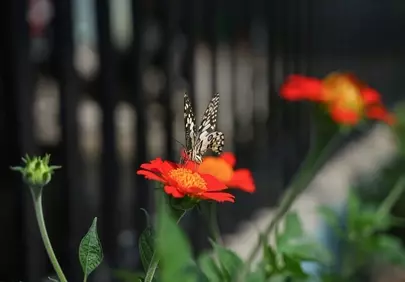 Vibrant Zinnia hosts a Dainty Swallowtail in a Garden Macro