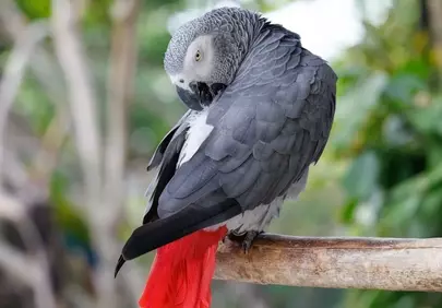 Striking Red-Tailed Grey Parrot in Natural Wildlife Habitat