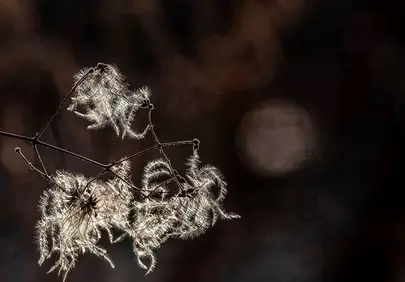 Enchanting Sunset Glow Illuminates Delicate Plant Fibers