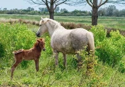 Tender Spring: Mare and Foal in a Lush Pasture
