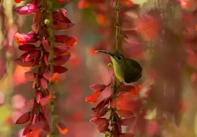 Vibrant Encounter: Tiny Hummingbird Amidst Exotic Red Flowers