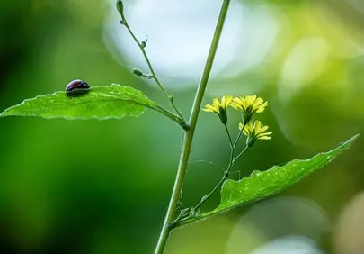 Vibrant Macro: Ladybug on Leaf with Yellow Wildflowers