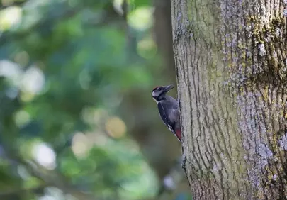 Vibrant Woodpecker Camouflaged on a Textured Tree Trunk