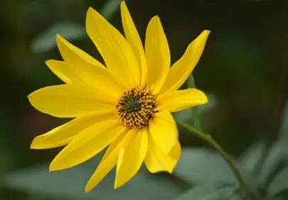 Vibrant Yellow Bloom: A Stunning Summer Flower Macro