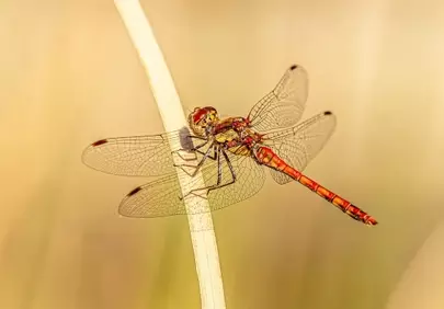Vibrant Red Dragonfly Perched on Twig in Macro Detail