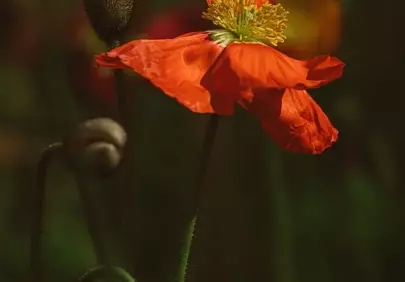 Vibrant Red Poppy Unfolding in a Garden's Embrace