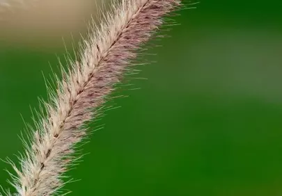 Vibrant Greenery: Macro Shot of Delicate Spring Grass Spikelets