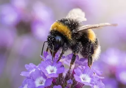 Vibrant Bumblebee Foraging on Purple Flowers in Macro