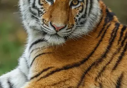 Majestic Gaze: Captivating Tiger Portrait in Nature's Embrace